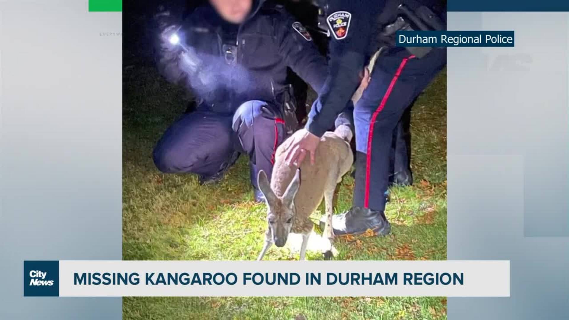 Kangaroo still on the loose in Oshawa, Ontario