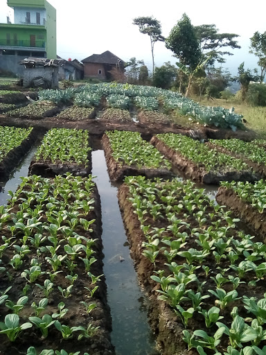 Kampung Wisata Tani Temas: Menikmati Keindahan Alam dan Budaya di Batu