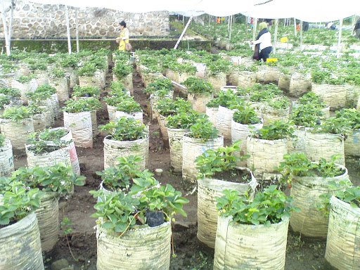 Kebun Strawberry Kusuma Agrowisata: Petualangan Menyenangkan di Negeri Strawberry