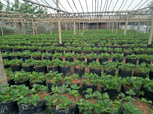 Gussari Strawberry Highland Pujon Malang: Petualangan Menjelajahi Kebun Stroberi di Dataran Tinggi