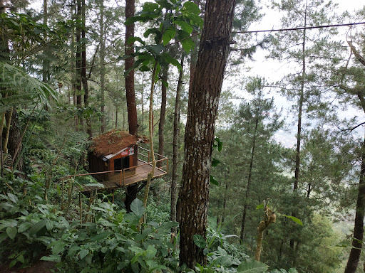 Omah Kayu: Penginapan Rumah Pohon di Hutan Pegunungan Batu