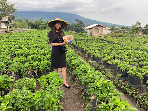 Petik Strawberry Segar di Batu: Petualangan Seru di Kebun Buah!