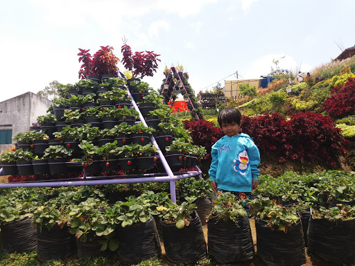 Kebun Wisata Strawberry Paralayang Malang: Petualangan Seru di Alam Indah