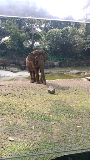 Petualangan Seru di Taman Safari Indonesia: Tips dan Trik untuk Liburan yang Tak Terlupakan