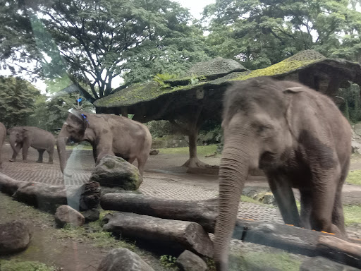 Wisata Safari Prigen: Petualangan Seru di Hutan Liar Jawa Timur