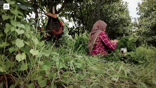 Menyelami Dunia Mangrove: Panduan Lengkap Budidaya dan Manfaat Kebun Pembibitan Mangrove di Surabaya