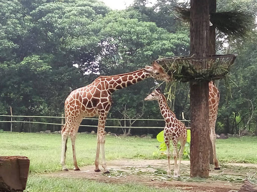 Taman Safari Prigen: Petualangan Menakjubkan di Hutan Jawa Timur