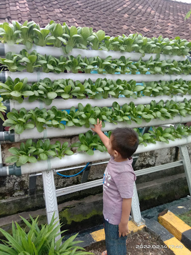 Kebun Ijo Hidroponik: Solusi Sayur Segar Berkualitas di Pasar Grosir Surabaya