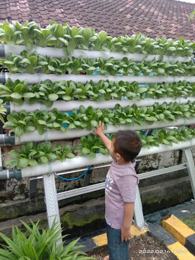 Kampung Ijo Kendangsari: Suasana Hijau untuk Pertanian Organik di Surabaya