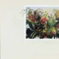 Canna Flowers | GLOBAL AUCTION