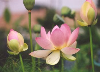 Hoa sen trong văn hóa Phật giáo