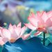 Những nhà yêu nước Phật giáo Bạc Liêu hoạt động cách mạng qua các thời kỳ