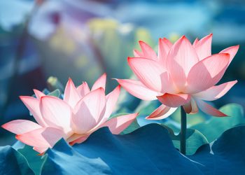 Bài phát biểu chào mừng lễ Phật đản của UBMTTQ tỉnh Bạc Liêu