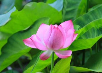 Giáo dục mầm non Phật giáo