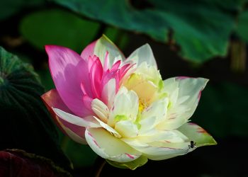Nghệ thuật diễn xướng khoa nghi
