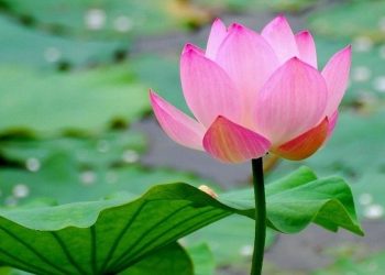 Bạc Liêu: Lễ Bàn giao nhà tình thương tại huyện Đông Hải