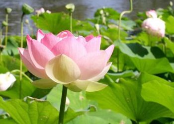 Bạc Liêu: Lễ tưởng niệm – Cầu siêu các nạn nhân tử vong do tai nạn giao thông tại Trụ sở Ban Trị sự Phật giáo tỉnh
