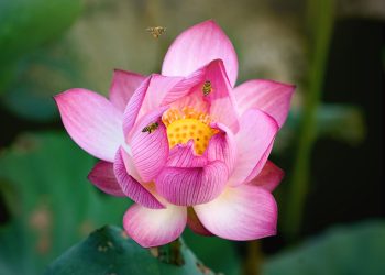 Bạc Liêu: Ban Từ thiện Pháp Quang thăm bệnh nhân tâm thần tại tỉnh Cà Mau