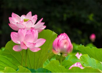 Bạc Liêu: Chương trình “Đồng hành An lạc” của Ban Từ thiện Pháp Quang