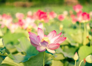 Bạc Liêu: Tịnh thất Long Pháp trao nhà tình thương