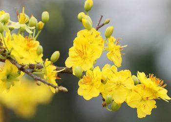 Bạc Liêu: Ban Từ thiện Phật giáo thành phố trao quà Xuân tại Bệnh viện tỉnh