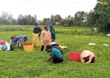 Bạc Liêu: Chùa Cosđon hỗ trợ những suất cơm tại các chốt kiểm dịch và giải cứu rau xanh
