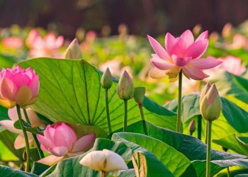 Bạc Liêu: Ban hướng dẫn Phật tử tỉnh Bạc Liêu nhiệm kỳ (2017-2022)