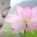 Hội trại chủ đề “Đạo pháp với tuổi trẻ” tại Quán Âm Phật Đài