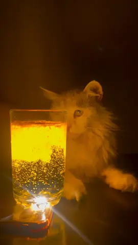 trend water glass magic