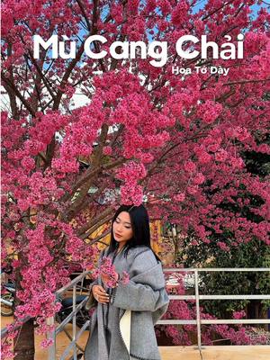 ⁣Mùa hoa tớ dày đang nở rộ rực cả một vùng Mù Cang Chải 🌸 #today #flowers #muca