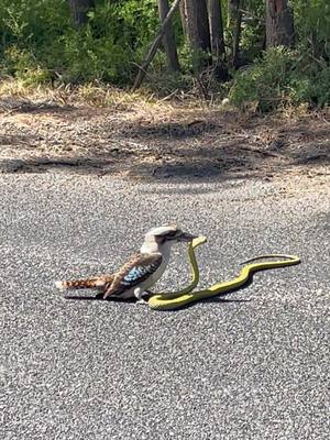 ⁣POV: you live in Australia 🐦🐍🇦🇺”  #straya #australia #australianwildlife #aussietiktok