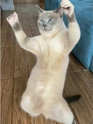 ⁣Minha gata entrou na trend 😹 #trending #gatos #gatodancando #catsoftiktok 