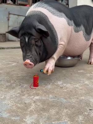#funnyanimals #unexpectedending #funnypets #trynottolaugh #animalcomedy 