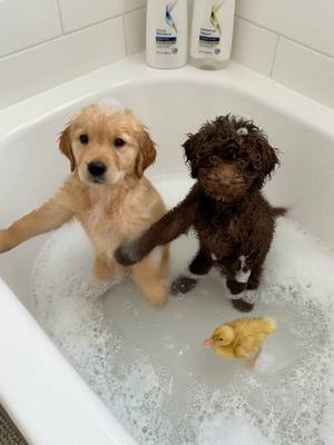 ⁣Truffle the poodle is up for adoption! #goose #dog #cutedog #dance #pet 