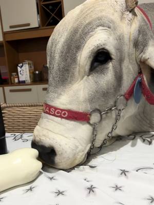 ⁣Aqui é assim: todo mundo é de casa… até quem pesa toneladas 🐂🐮❤️  #churrascooboi #boi