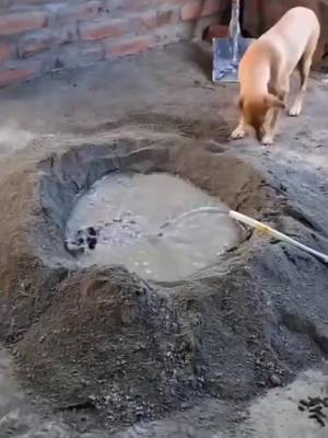 ⁣video de cachorros 2026- a mudança de vida de cleitinho fubá 😂😂😅😅😅#animaisnotiktok 