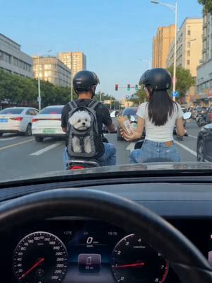 ⁣신호 대기 중 일어난 뻘쭘한 상황 #멍글로브 #funny #말티즈 #funnyvideos #cute #cut