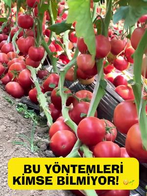 Karpuzun çatlamasını engelleyen kürdan hilesini duymuş muydunuz? 🍉🤯 Hasadı katlayan 9 gi