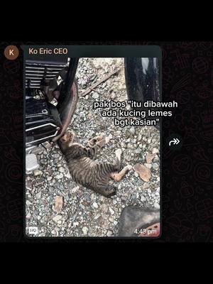 ⁣kasian banget😞😞 #straycat #catcore #catsoftiktok 