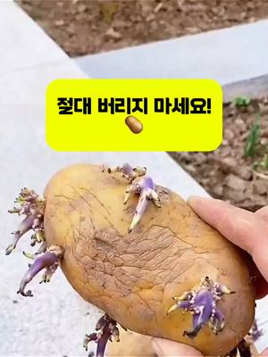 싹 난 감자가 꽃을 피우는 비밀! 이 간단한 방법을 알면 꽃이 만발해요. 놓??