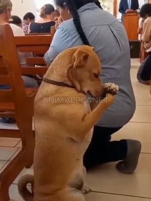 ⁣cleitinho fubá teve que recomeçar a sua vida #cachorro #funnyvideo #pets #fyp