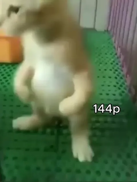 Cat memes from 144p to 4K #4k #fyp #meme #cat #catmeme 