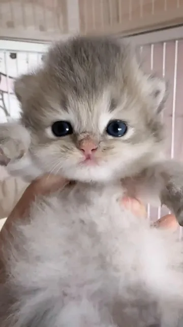 ⁣meow💝#fyp #cat #kitty #catsoftiktok #cute 