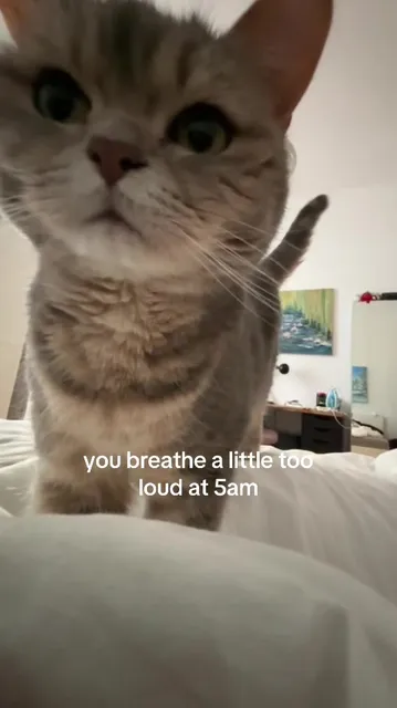 ⁣#cute #cat #fyp 