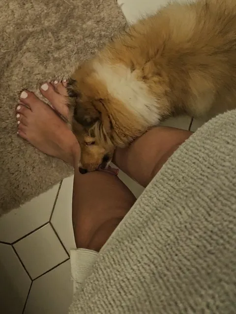 ⁣why do dogs do this 😭 #funny #sheltie #dogmom #dog #cutedog 
