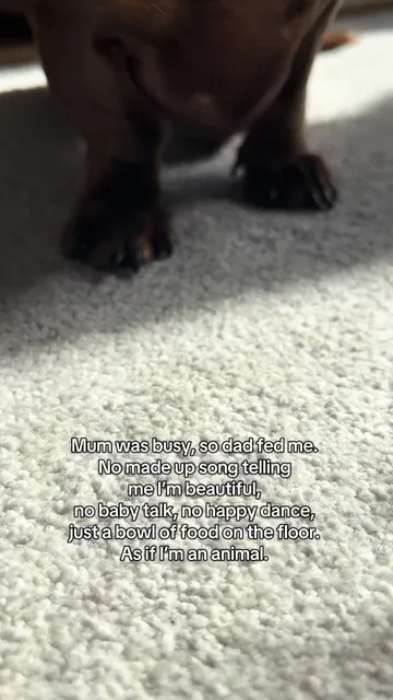 I’m not mad, I’m disappointed ☹️ #minidachshund #sausagedog #miniaturedachshund #dachshund 