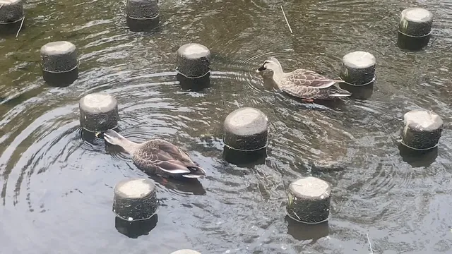可愛い2羽のカルガモ^_^
