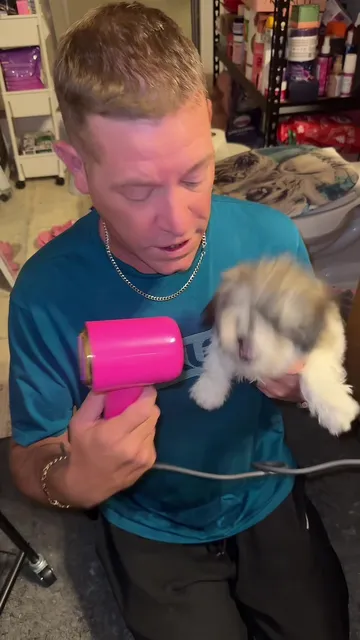 @🌸AshleyB🌸 #oliver #puppy #dog #puppytiktok #puppiesoftiktok 