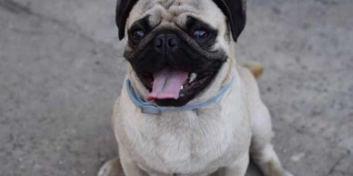 Pug Price in India: Understanding the Cost of This Adorable Breed