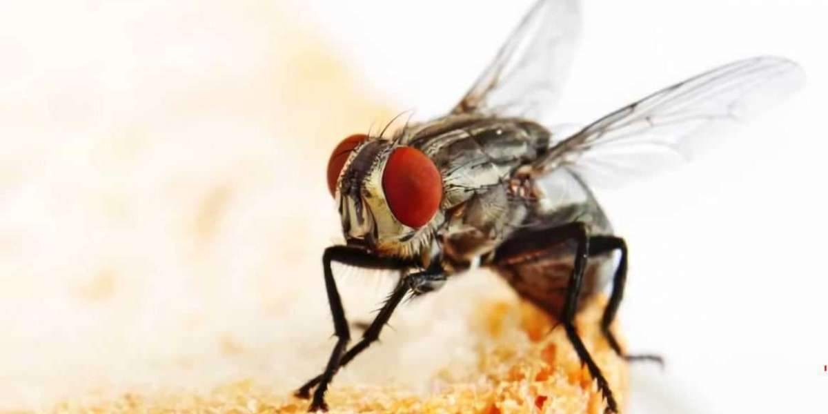 Mengenal Penyebab Utama Lalat Sering Mengunjungi Rumah Anda